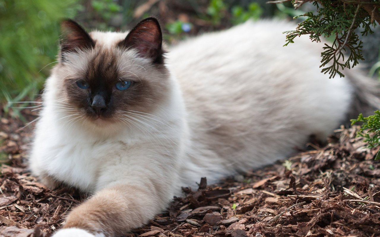 Der Name «Heilige Birma» hat seine Wurzeln in einem mutmasslichen Marketing-Gag. Und doch strahlt die Rasse eine gewisse Erhabenheit aus.