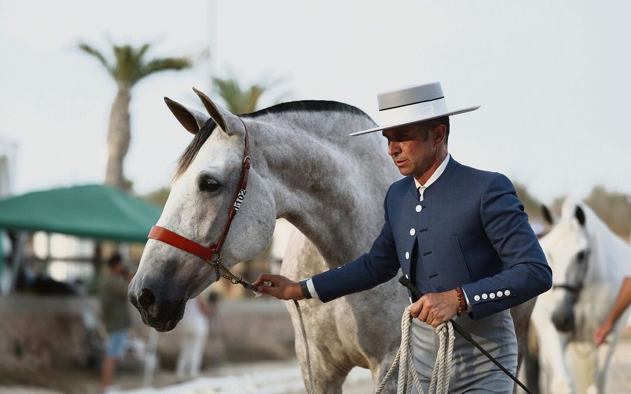 Barockpferde wie der Pura Raza Española prägten einst europäische Höfe und Schlachtfelder. Heute züchten Schweizer Enthusiasten die eleganten Nachfahren der Habsburger-Pferde – aus purer Passion und gegen alle wirtschaftlichen Widerstände.