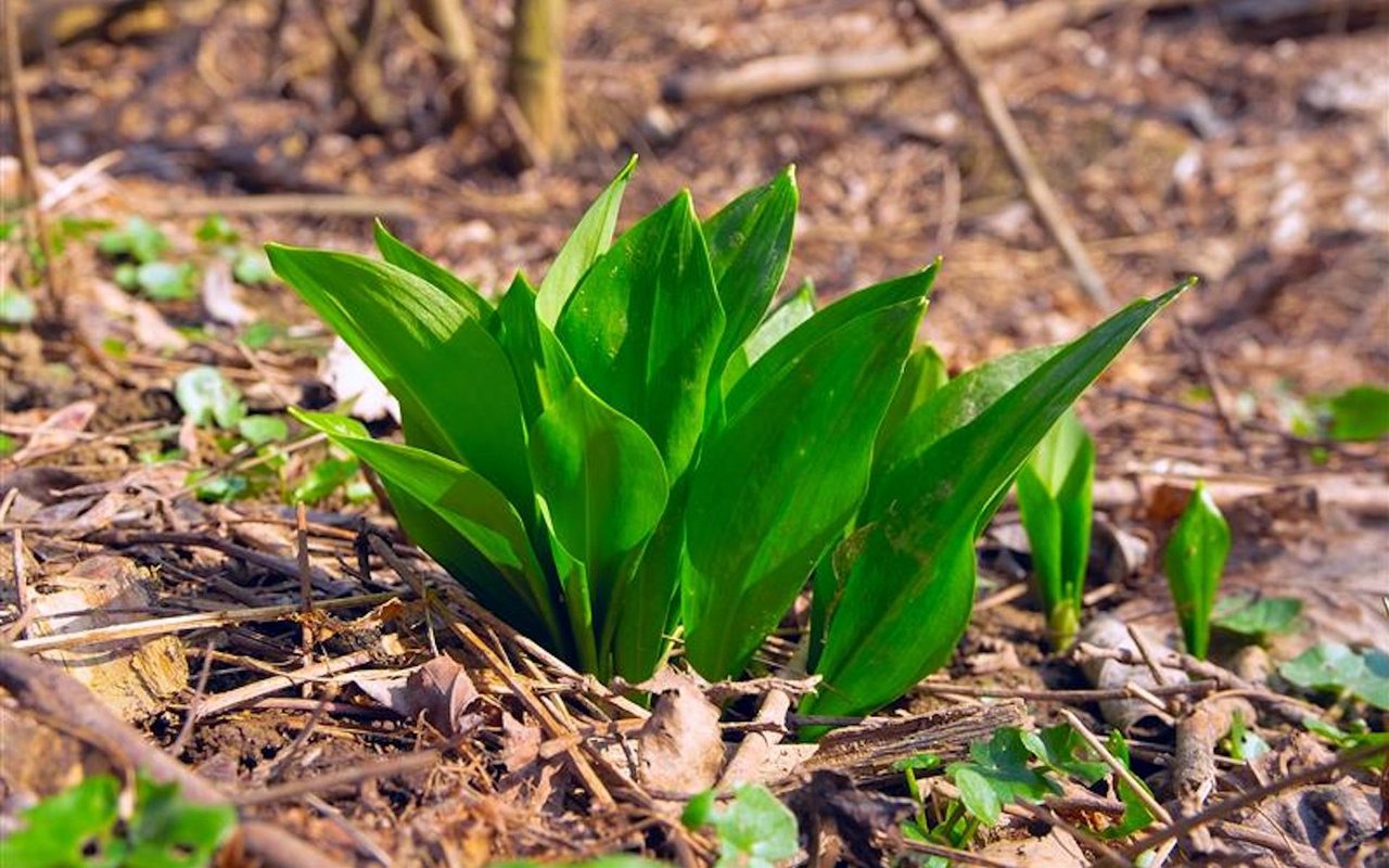 Bärlauch gehört zu den Zwiebelgewächsen und  kann Mitte März bis Mitte Mai geerntet werden. 