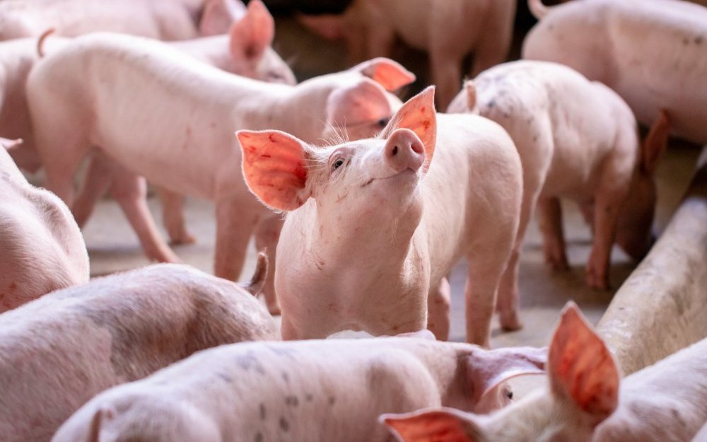 Schweine im Stall: In der Schweiz ist der Einsatz gentechnisch veränderter Nutztiere verboten – dennoch wächst der internationale Druck, Gentechnik auch in der Landwirtschaft zuzulassen. Kritiker warnen vor Risiken für Tierwohl und Nachhaltigkeit.