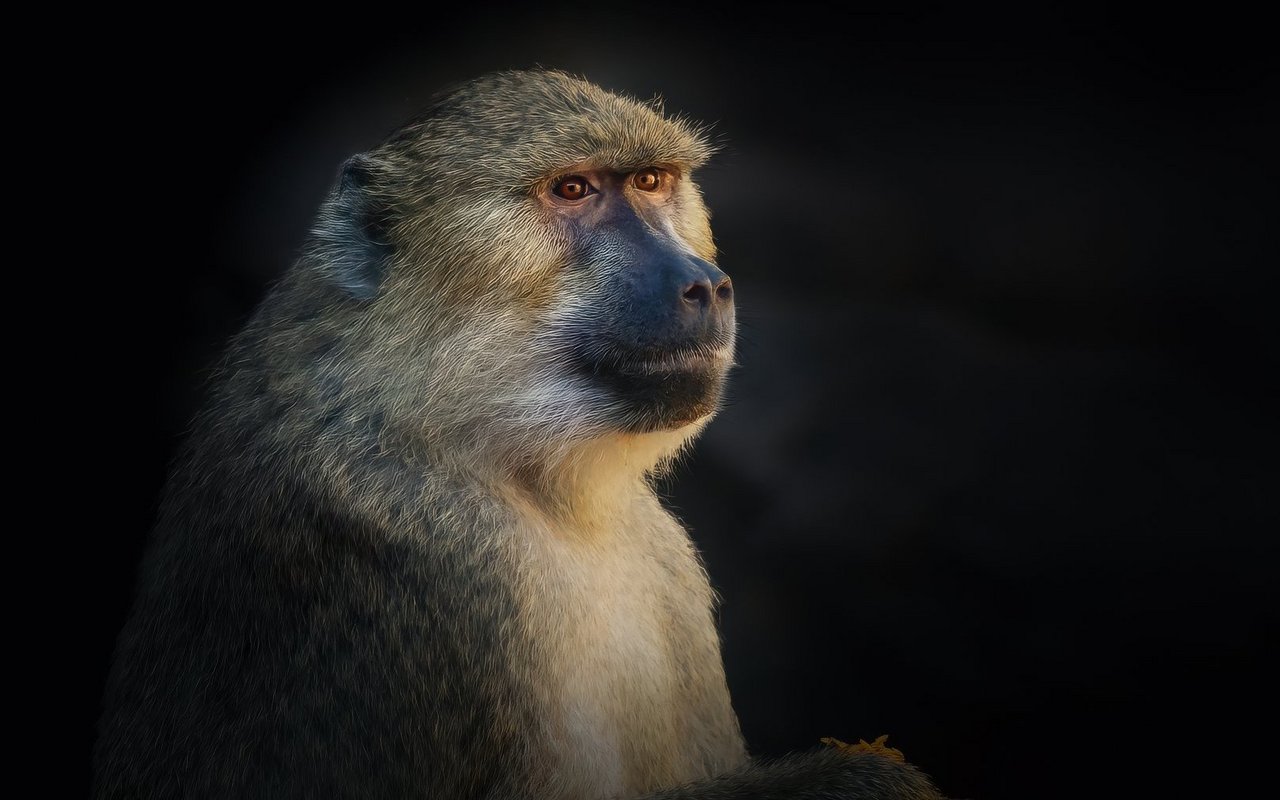 Die Tötung der zwölf Paviane im Tiergarten Nürnberg aus Platzgründen sorgte diese Woche für einen Aufschrei. 