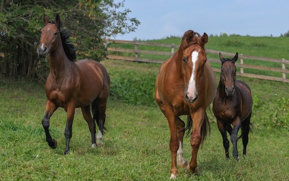 Obwohl das Pferd durch Maschinen aus der Landwirtschaft verdrängt wurde, bleibt der Jura der Pferdekanton.