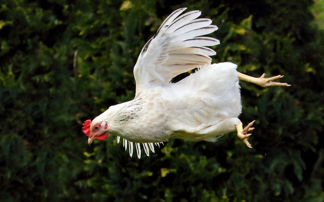 Im Vergleich zu Säugetieren haben Hühner eine deutlich höhere Neuronendichte.
