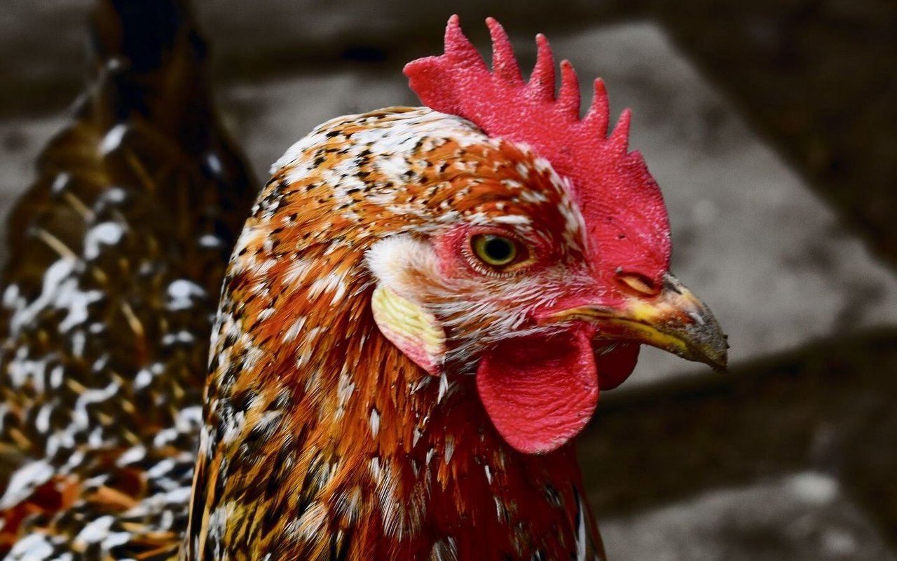Dieses Schwedische Blumenhuhn ist eine der zwölf Hennen des Hühnerhofs Schigu.