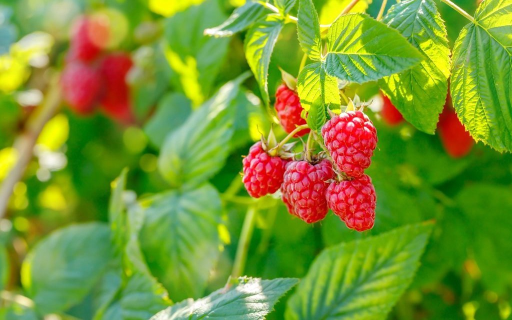 Die pinken Früchte sind wahre Vitaminbomben. Himbeeren sind jedoch teilweise von Würmern befallen – deswegen Augen auf beim Pflücken.