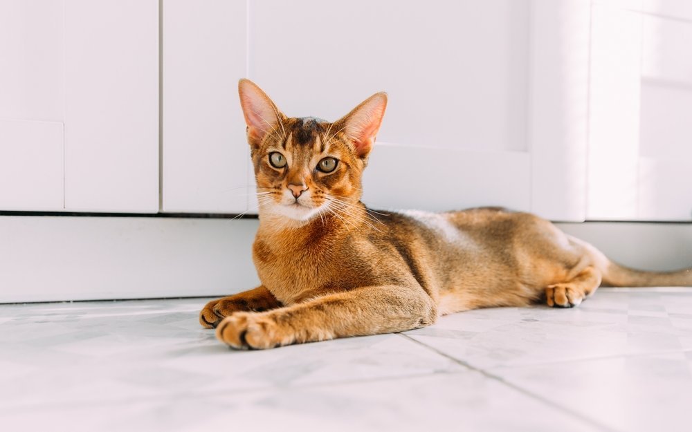 Ob charakterstarke Einzelgänger oder verschmuste Familienkatzen – in unserem Dossier stellen wir Ihnen die Vielfalt der Katzenrassen mit ihren besonderen Eigenschaften vor.