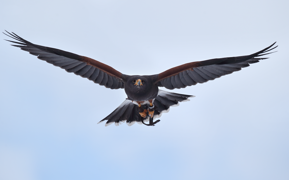 Der Wüstenbussard im Walter Zoo vertraut seinem Pfleger Dominic Kast und fliegt wieder zu ihm zurück. 