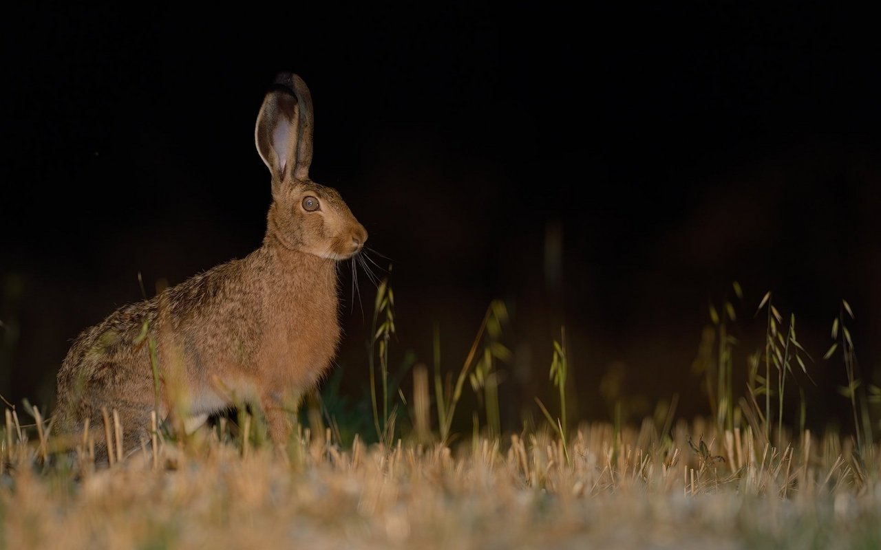 Feldhasenbestände werden in der Schweiz mittels einer nächtlichen Zählung geschätzt. 