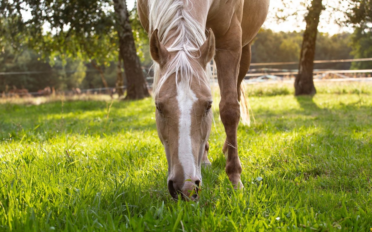 (Symbolbild) Bei Pferden sind chronische Vergiftungen häufiger, wie akute Vergiftungen. 