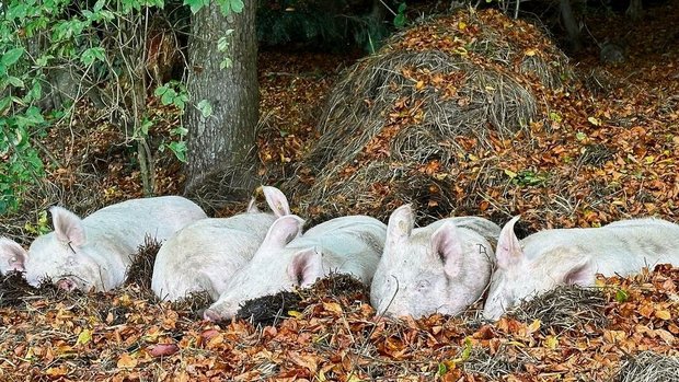 Ihr Nachtlager richteten die Ferkel schon früh am Waldrand ein. 