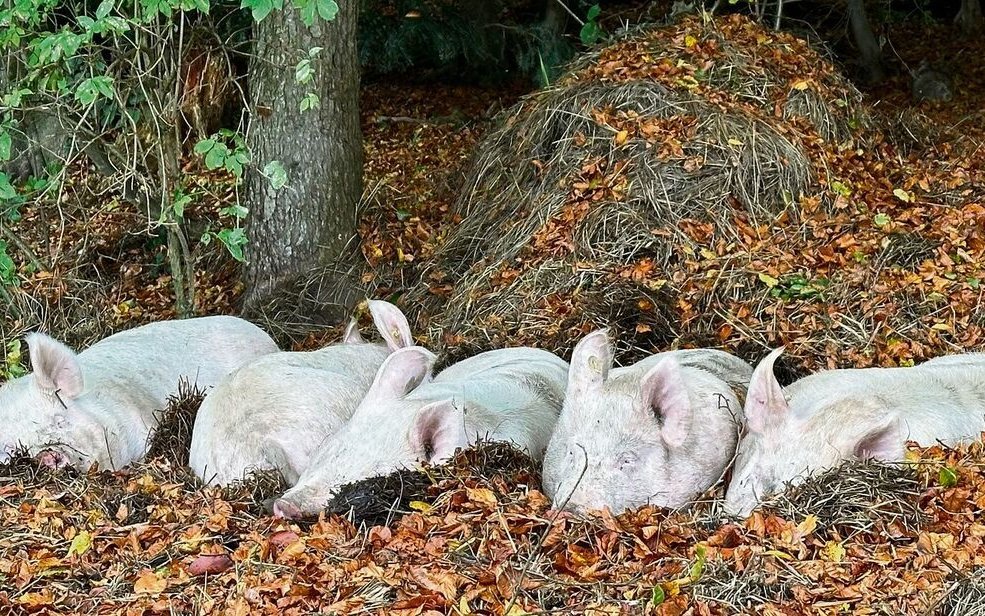 Ihr Nachtlager richteten die Ferkel schon früh am Waldrand ein. 