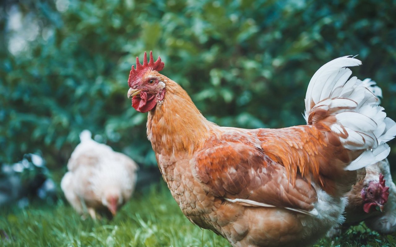 Hühner piecken Schädlinge aus dem Gras.