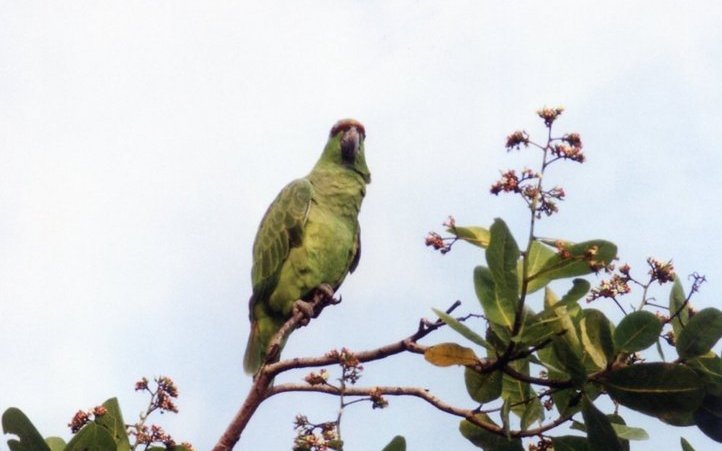 Blaubartamazone am Oberlauf des Amazonas bei Mamiraua auf einem Strauch neben einer Kaboklo-Behausung. Es handelt sich um einen zahmen Vogel, der von Einheimischen von Hand aufgezogen wurde. 