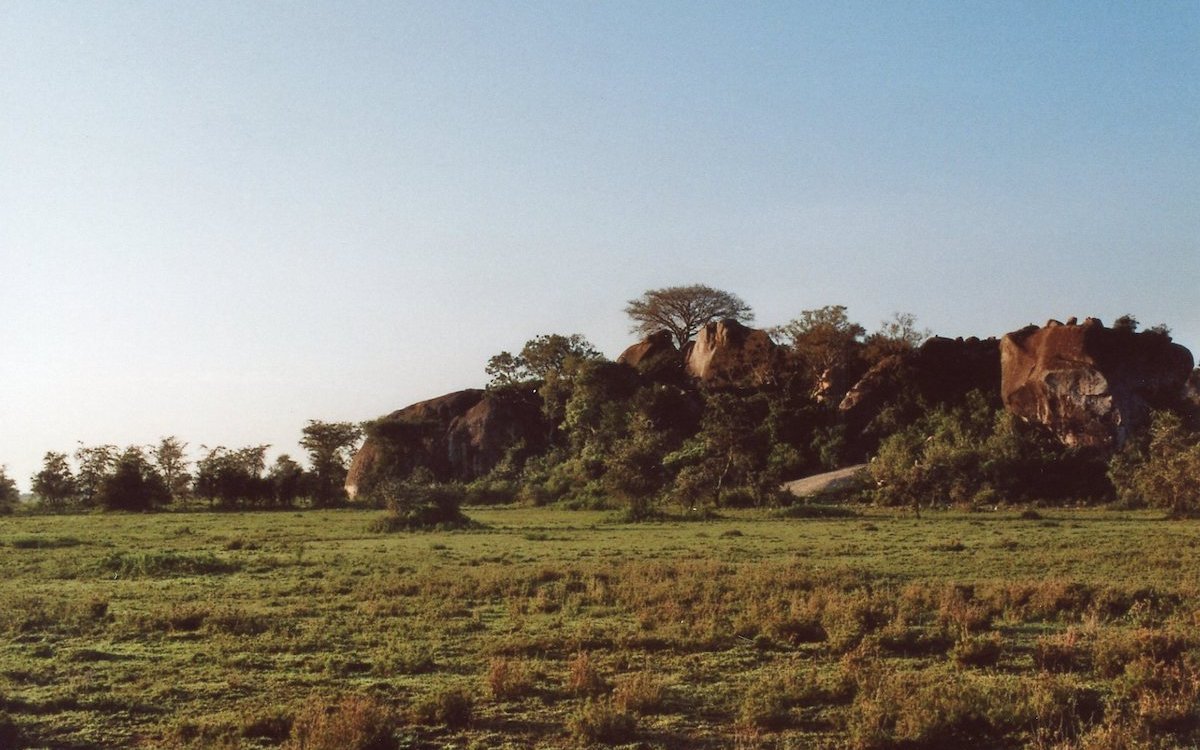 Die Kopjes in der ostafrikanischen Savanne bilden für viele Tiere Fixpunkte und sind auch Lebensraum, beispielsweise von Busch- und Klipschliefern. 