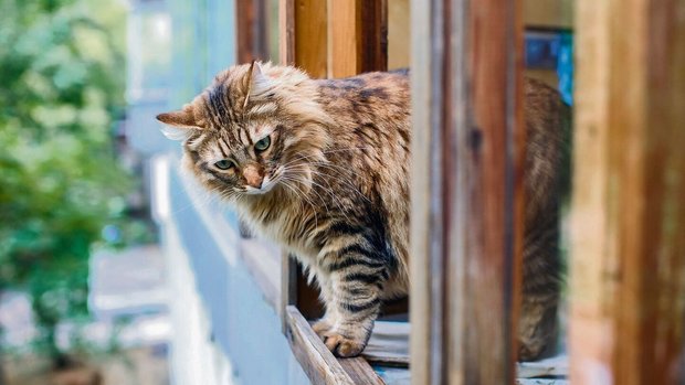 Ungesicherte Fenster können Miezen zum Verhängnis werden. 