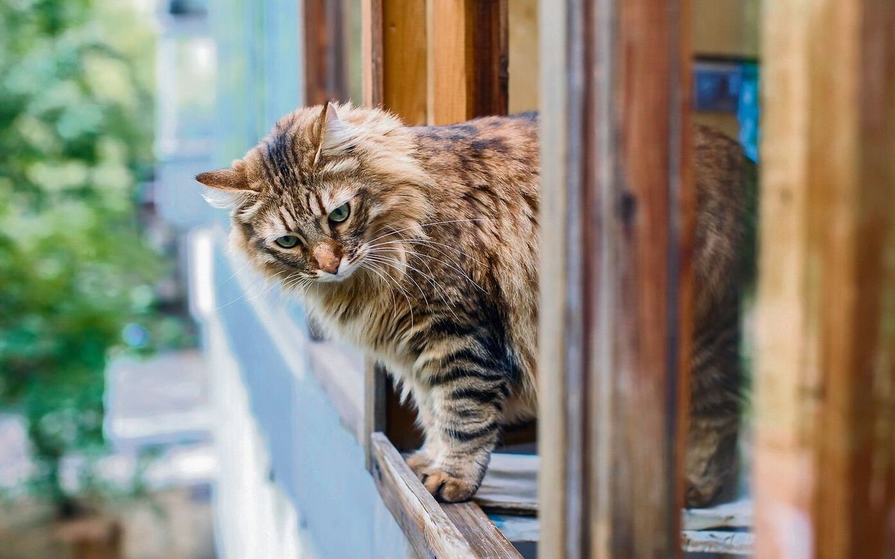 Ungesicherte Fenster können Miezen zum Verhängnis werden. 