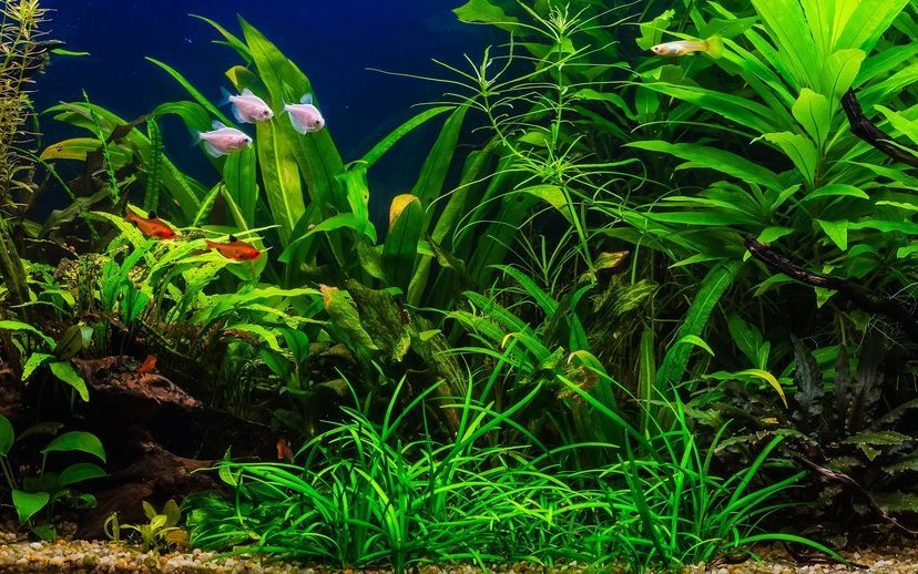 Wasserpflanzen brauchen Nährstoffe und CO2, damit sie gut gedeihen. 