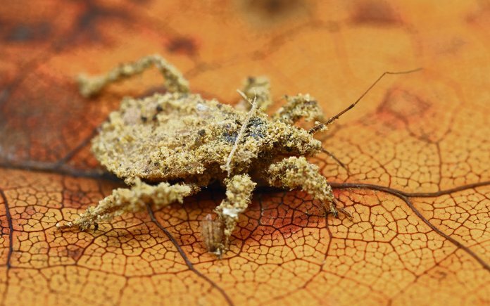 Tarnungsmeister sind die Nymphen der Staub-wanze. Sie bedeckt sich mit Schmutzpartikeln und wird so für Fressfeinde beinahe unsichtbar. 