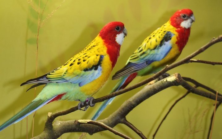 Rosellas sind auch attraktive Bewohner von Zimmervolieren oder Vogelstuben. 