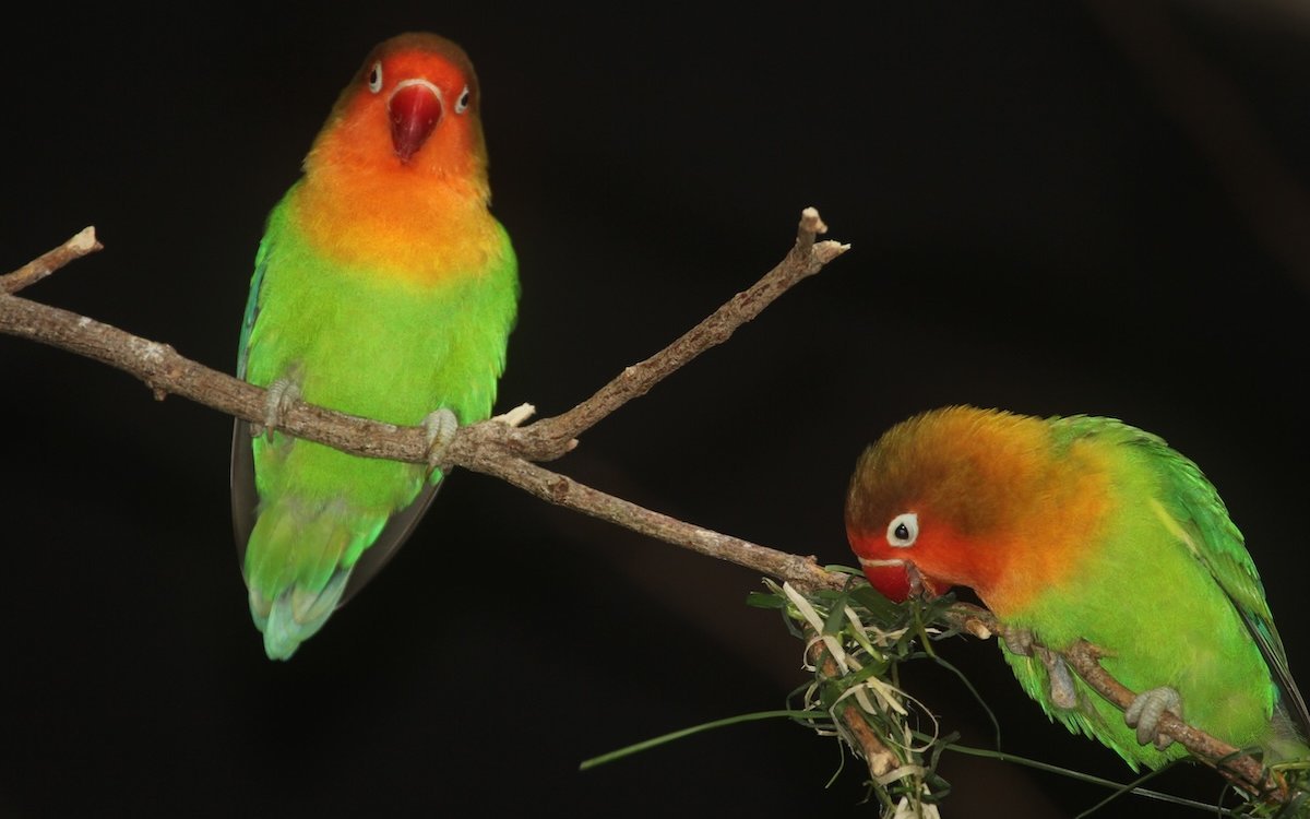 Pfirsichköpfchen sind sehr sozial und farblich äusserst attraktiv. 