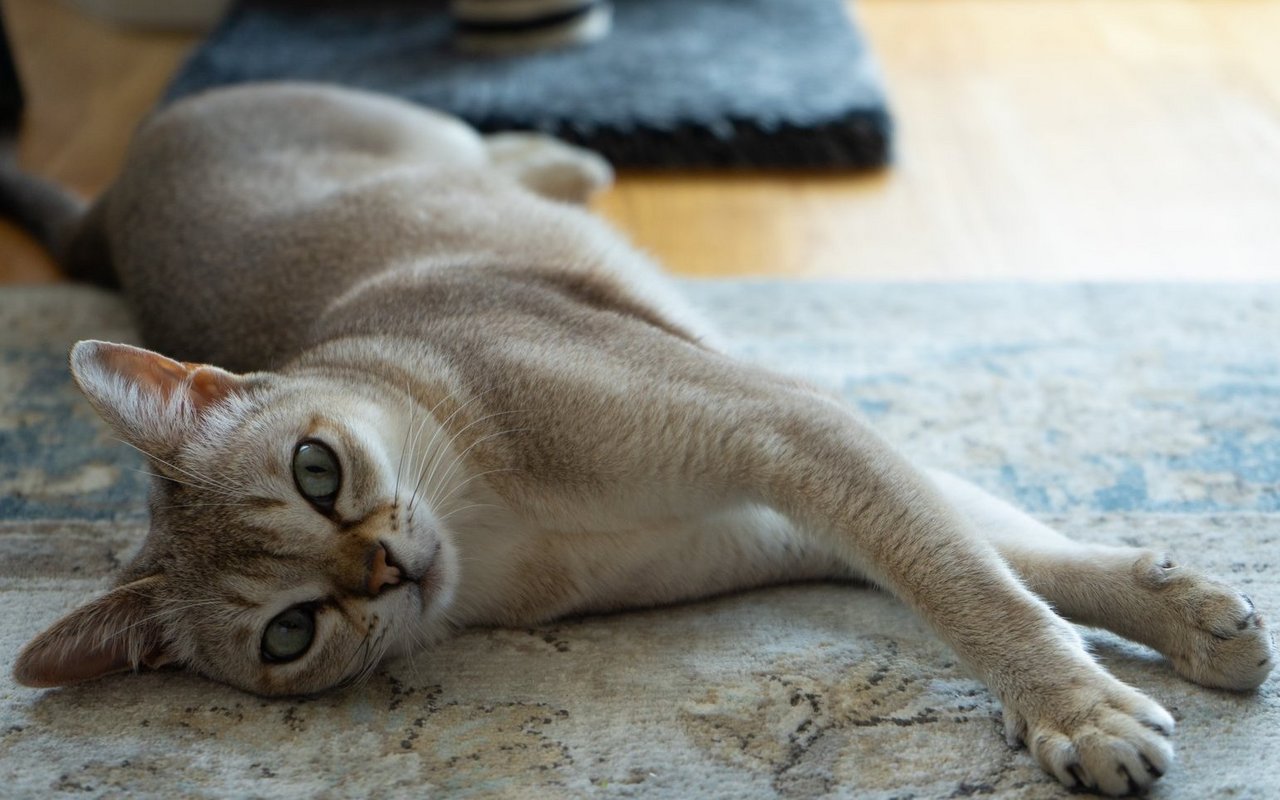 Trotz ihres muskulösen Körpers werden Singapura-Weibchen für gewöhnlich nur etwa zwei Kilogramm schwer.