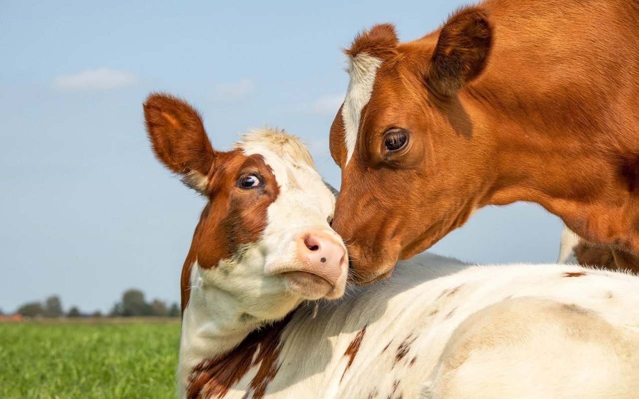 Kühe verbringen bevorzugt Zeit mit bestimmten Tieren und zeigen ihre Zuneigung durch gegenseitiges Belecken.