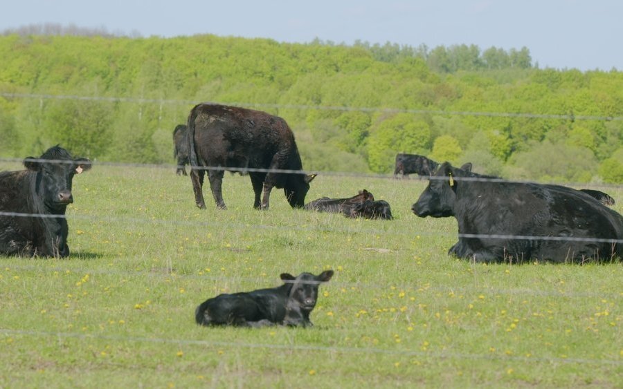 Die Mutterkuhhaltung, seit den 1970er-Jahren auch in der Schweiz verbreitet.