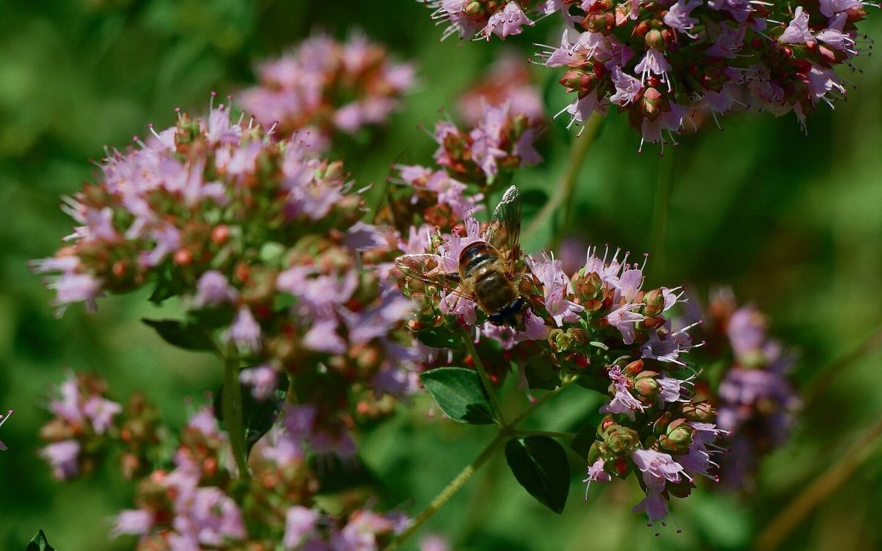 Breitblättriger Thymian wird gerne von Bienen zur Nektarsuche besucht. 