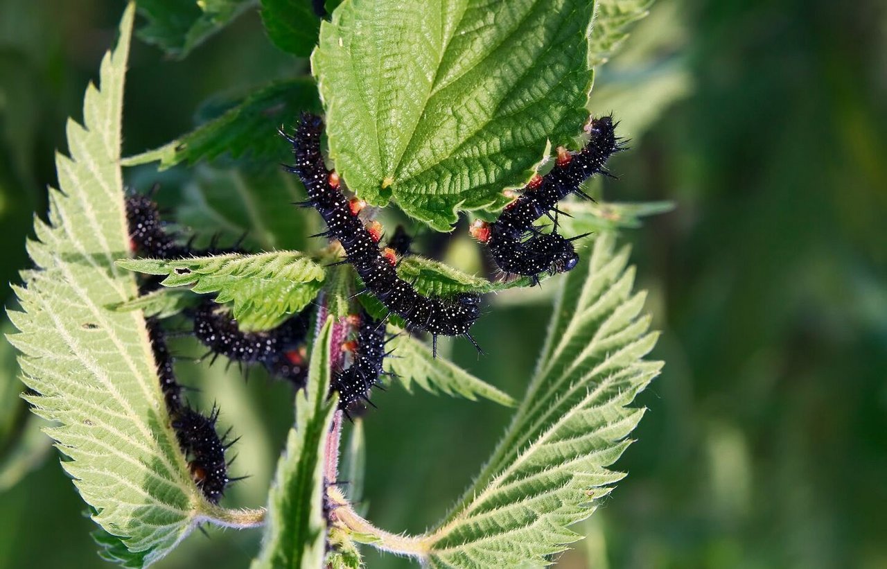 Brennnesseln sind die Kinderstube für Schmetterlinge im Wildgarten.
