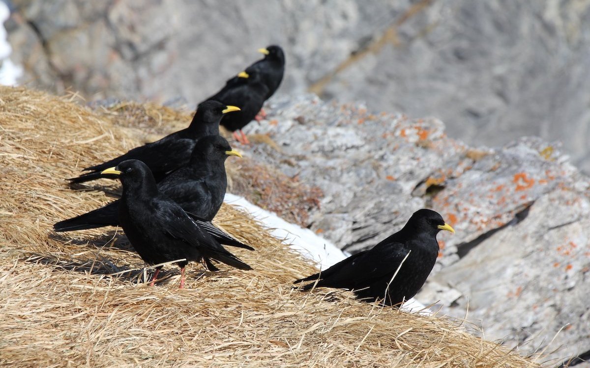 Alpendohlen sind neugierig auf der Gemmi, denn vielleicht fällt aus einem Rucksack eines Wanderers ein Leckerbissen. 