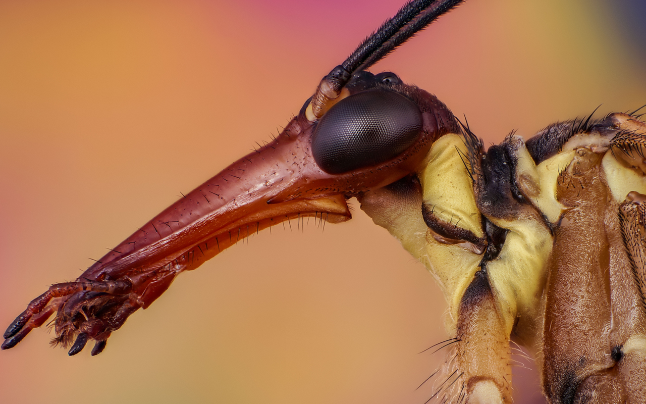 Diese Gestalt ist tatsächlich auf dem Planeten Erde heimisch. Es handelt sich um die Gemeine Skorpionsfliege.