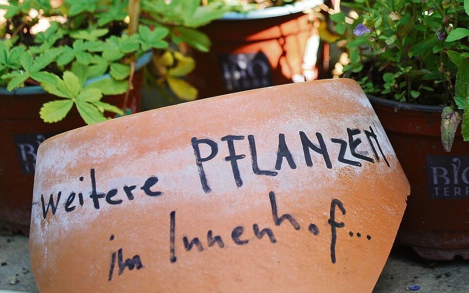 Die Auswahl an Pflanzen ist gross und immer wechselnd. 