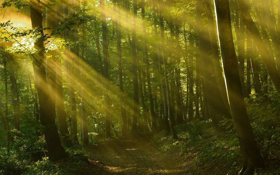 Der Schweizer Wald steht unter Druck wie noch nie. 