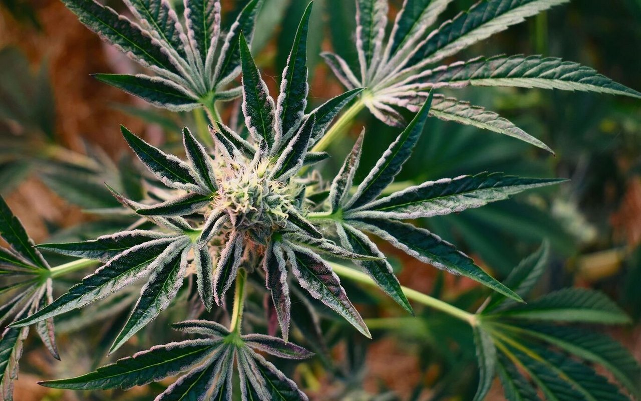 Ein Hanfblatt kann bis zu 13 Fingern haben.