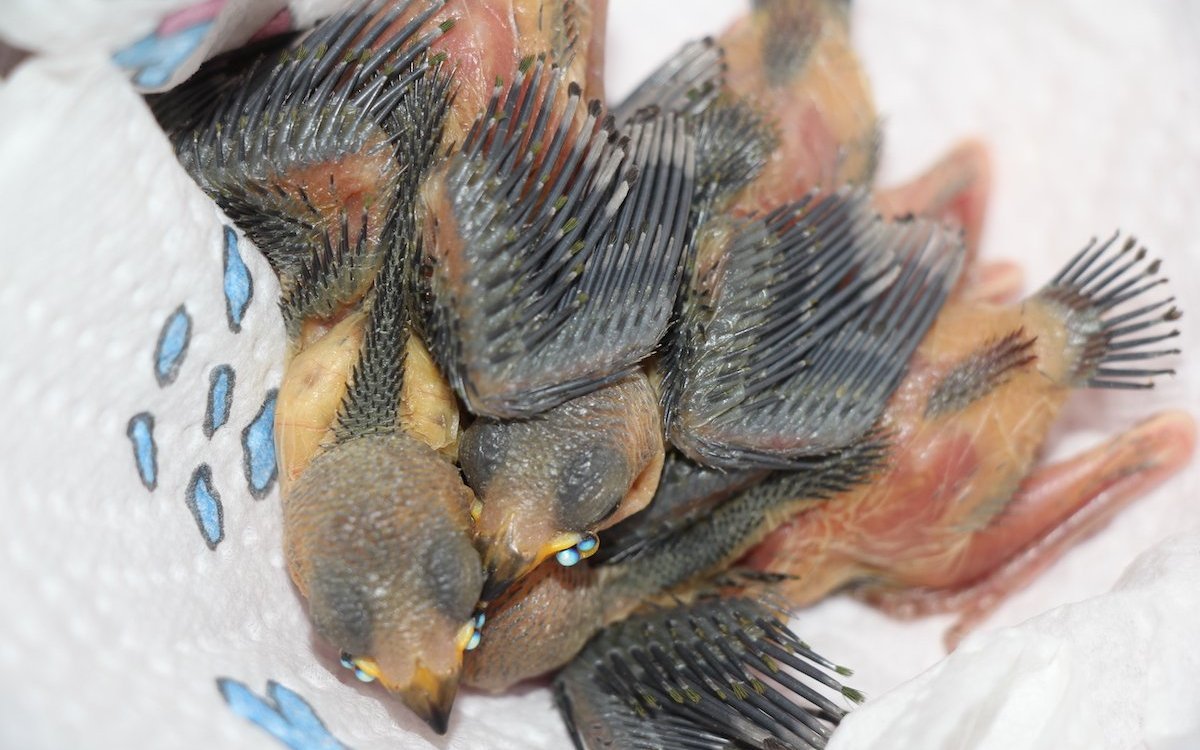 Junge, etwa zehn Tage alte Rotkopf-Papageiamadinen. 