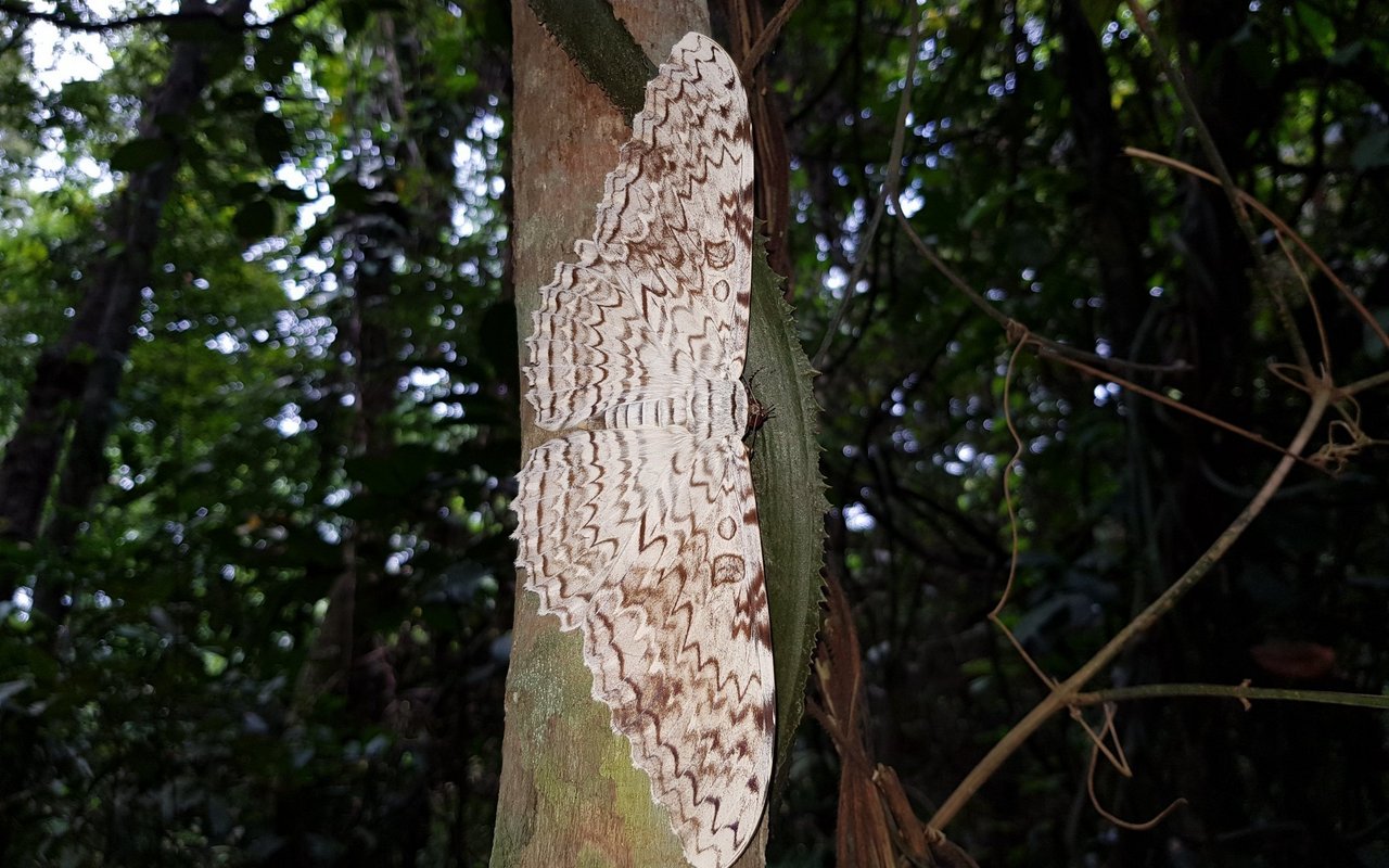 Die Weisse Hexe gehört zu den Nachtfaltern.