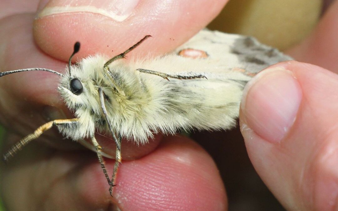 Körper des männlichen Apollofalters. Die vielen Haare schützen vor Kälte.