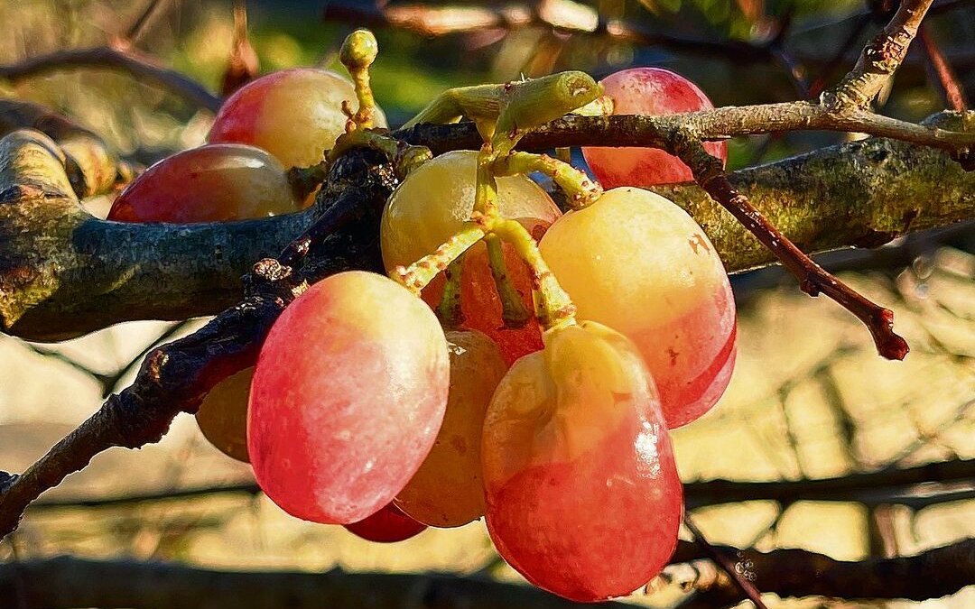 Weintrauben werden überall im Gehege versteckt, so dass sie die Brillenbären suchen müssen.