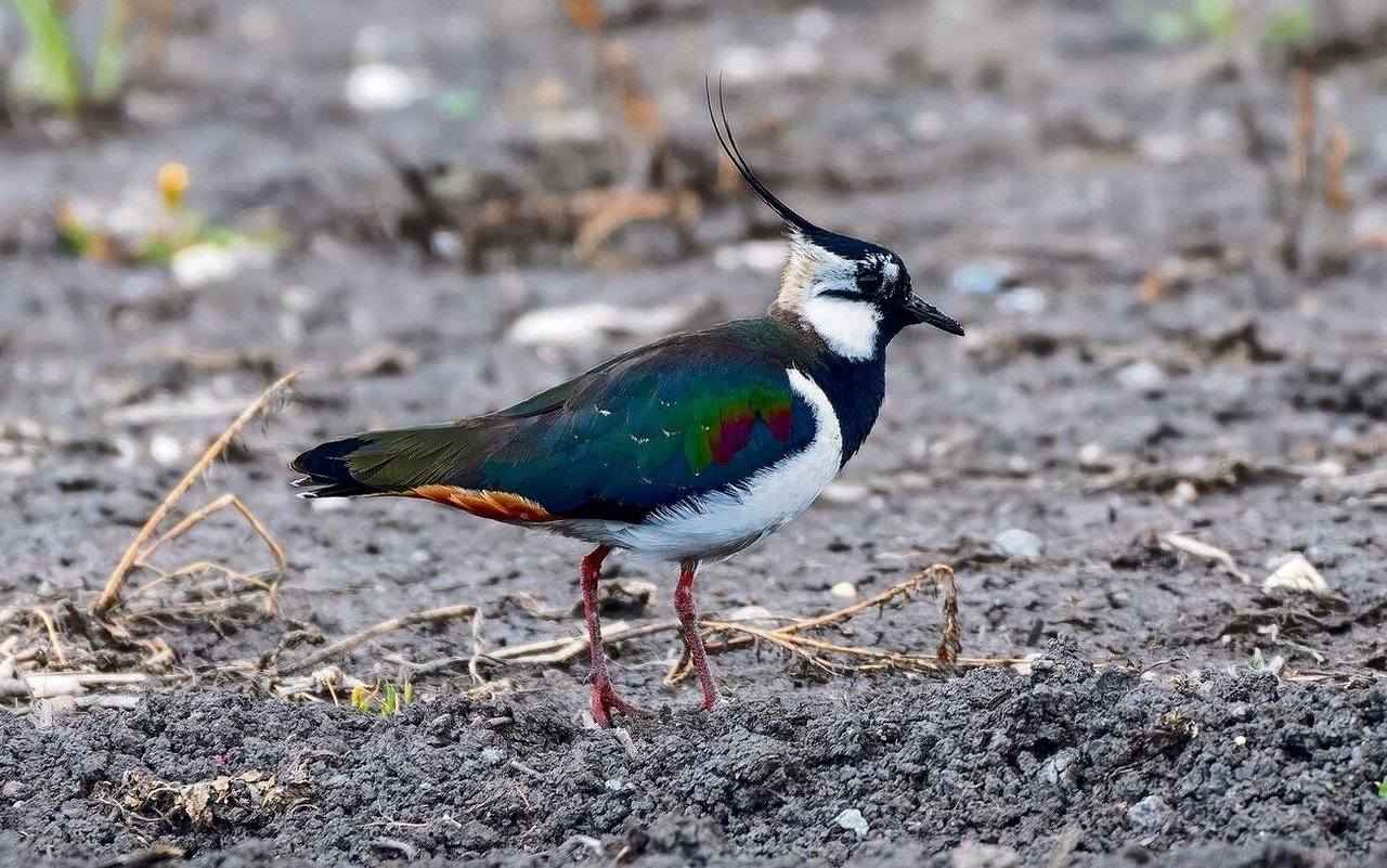 Kiebitze bevorzugen Stellen mit offenem Boden. 