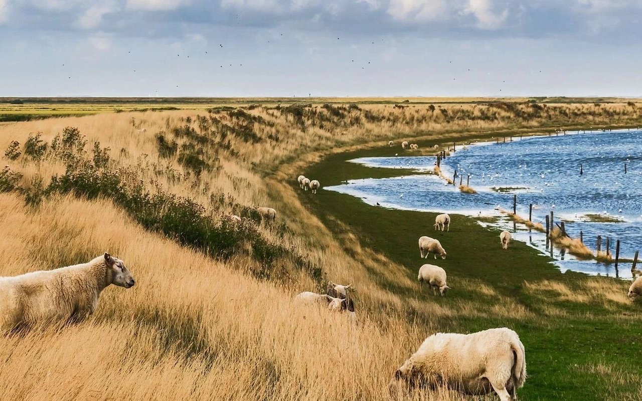 Deichschafe sind ein traditioneller und wichtiger Teil der Küstenschutzmassnahmen an der Nordsee.