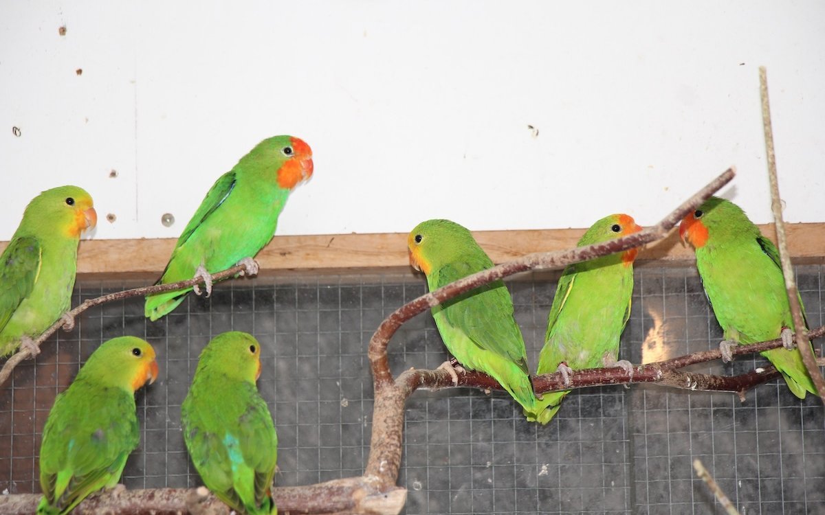 Orangeköpfchen können gut im Schwarm gehalten werden. 