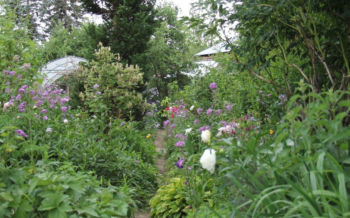 In einem Staudengarten wuchern Pflanzen überall in die Wege. 