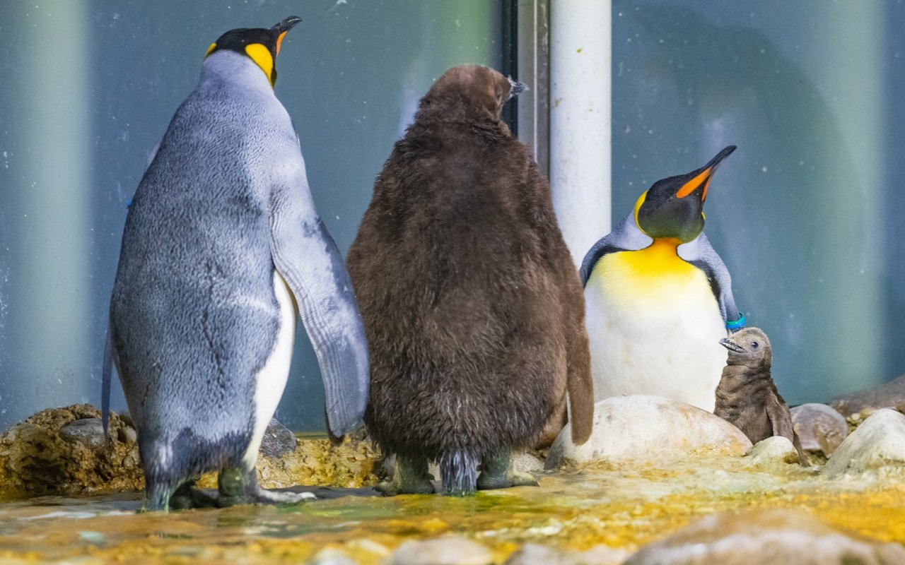 Die Familienverhältnisse der Königspinguine im Zoo Basel, könnten fast nicht komplizierter sein.