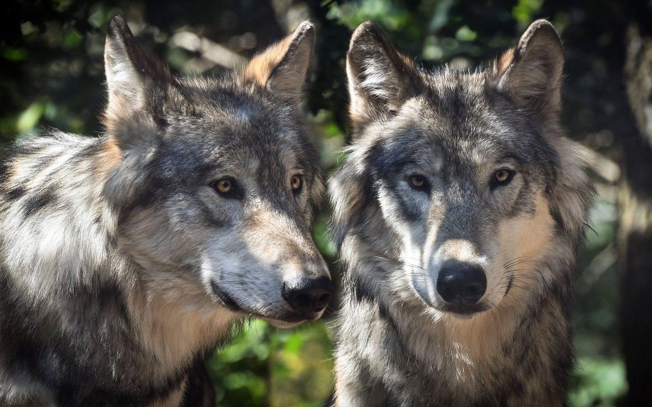 Von wegen Dominat: Der Wolf ist ein Familientier