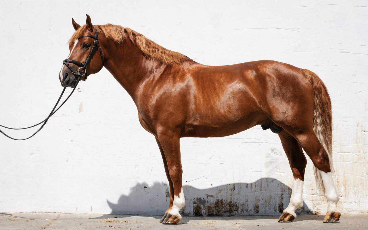 Der Freiberger wurde als Arbeitspferd gezüchtet. Noch heute sind die Pferde robust. 