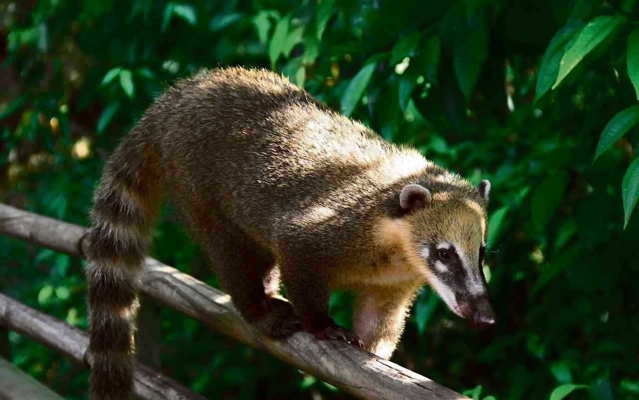 Ein Nasenbär auf dem Holzgeländer eines Touristenpfades bei den Iguazú-Wasserfällen im Norden Argentiniens. 