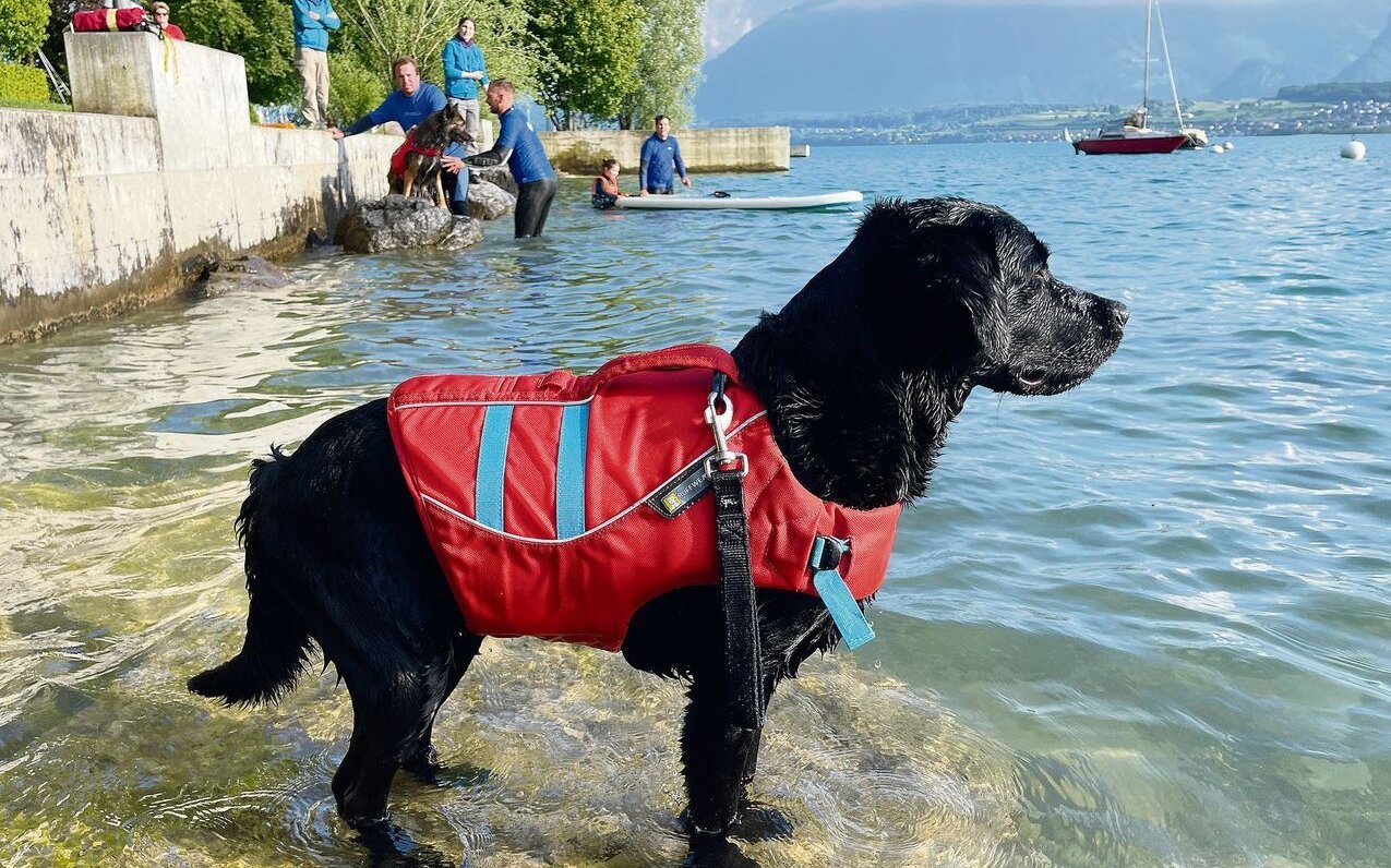 Geduldig wartet Aiko auf das Kommando von Rettungsschwimmer Markus Schläpfer. Erst wenn der Ertrinkende gesichert ist, kann sich der Hund ihm gefahrlos nähern. 