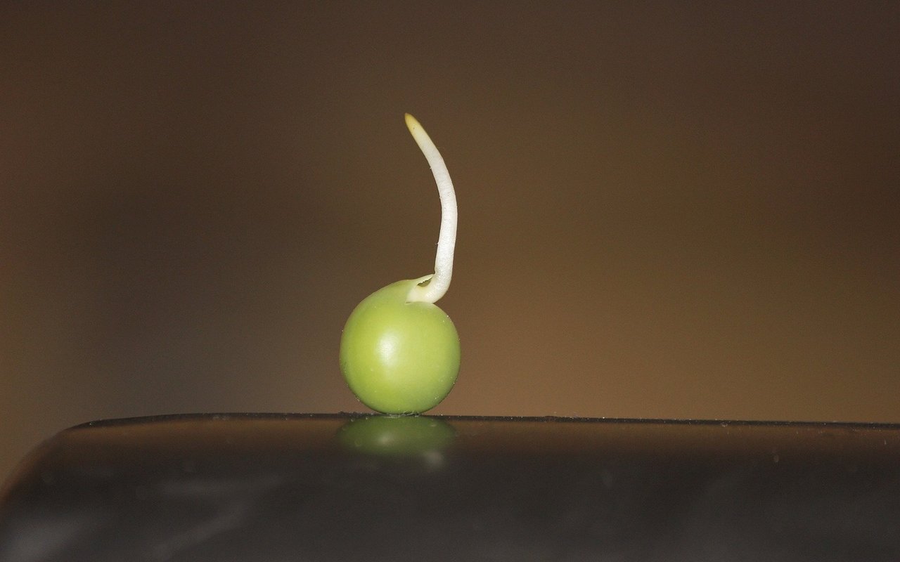 Sind keimende Lebensmittel noch essbar?