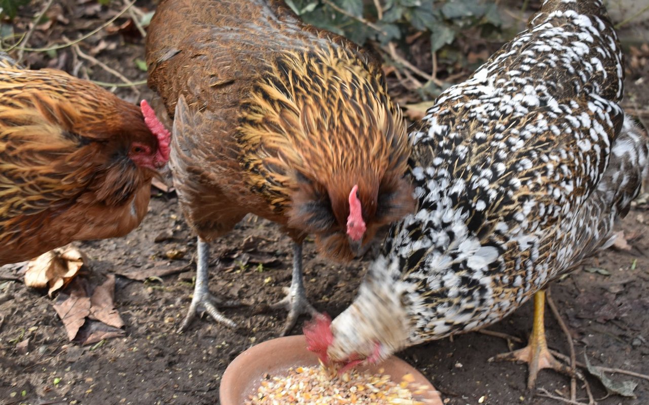 Die gefiederten Bewohnerinnen des Hühnerhofs Schigu werden täglich von einem Vereinsmitglied umsorgt.