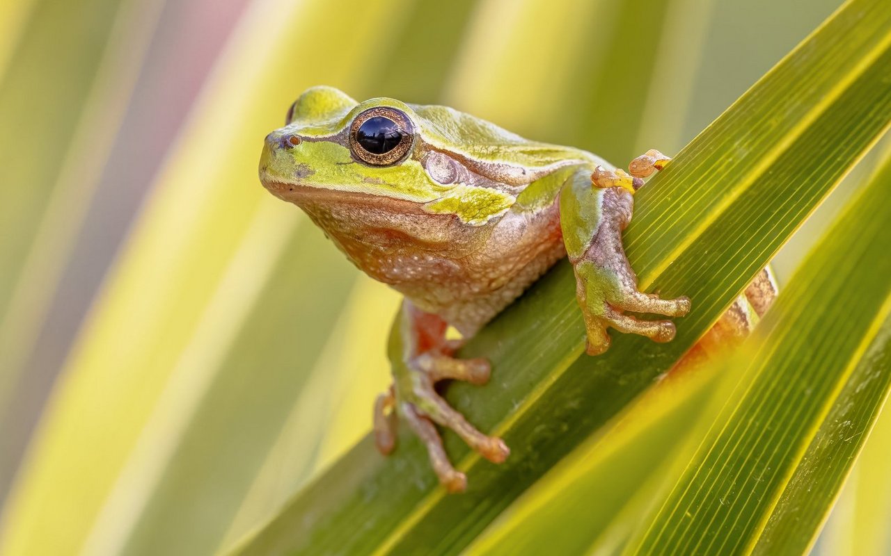 Zeigt der Frosch das Wetter an?